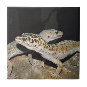 Azulejo ¡Diseño del gecko del leopardo para todos!