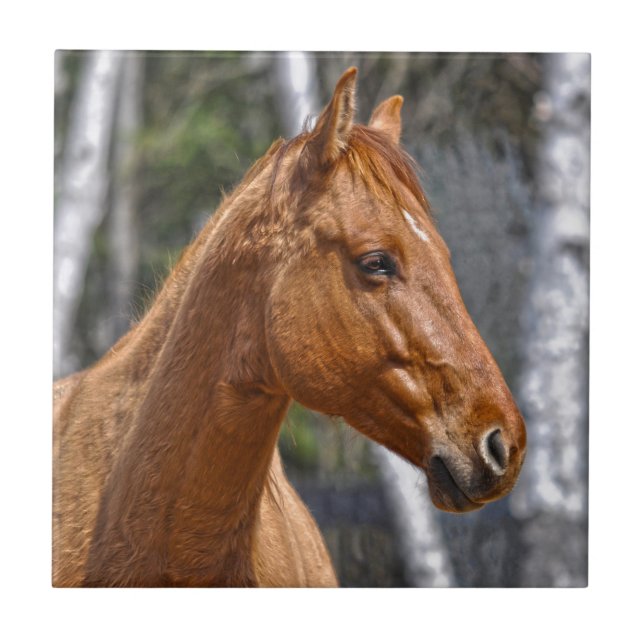 Azulejo Diseño equino de amante de los caballos
