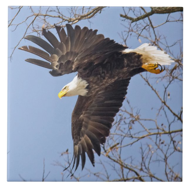 Azulejo Dive de águila calva (Frente)