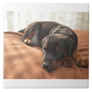 Azulejo doberman-pinscher-puppy