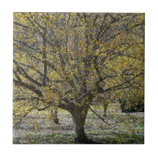 Azulejo Dogwood de cerezo corneliano y gloria de la nieve