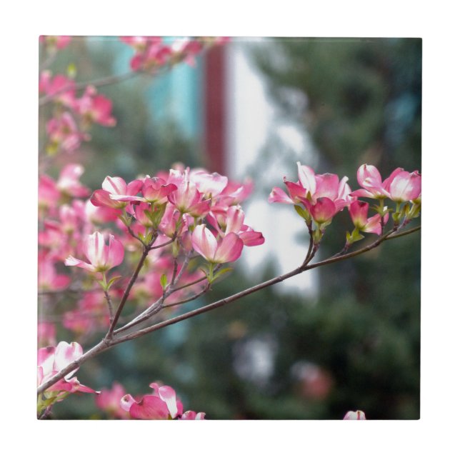 Azulejo Dogwood rosa (Frente)