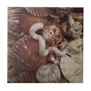 Azulejo Dólar de arena con playas de los Seashells