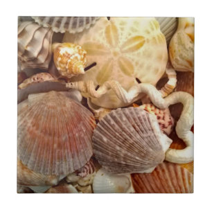 Azulejo Dólar de arena con playas de los Seashells