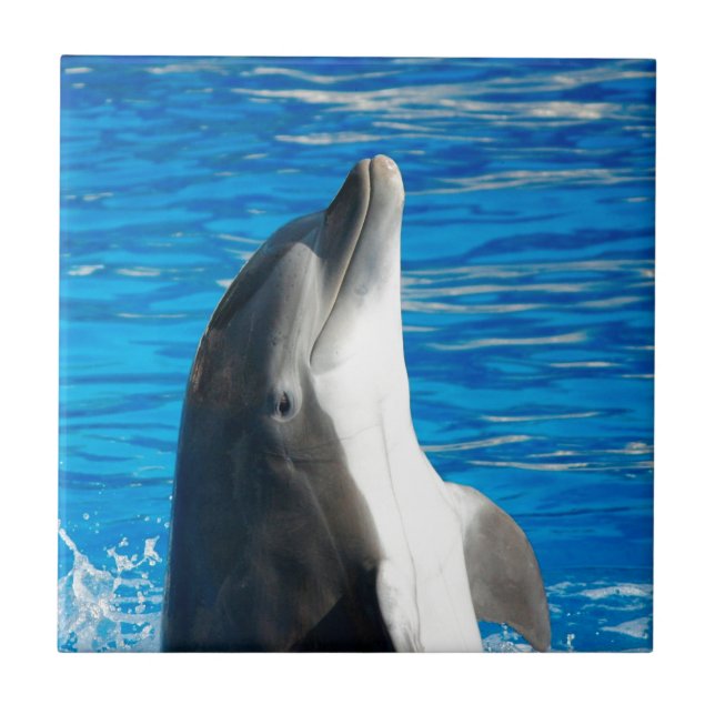 Azulejo Dolphin Bottlenose (Frente)