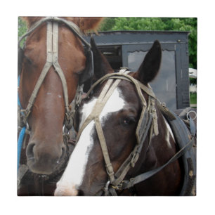 Azulejo Dos Caballos Con Un Pinto
