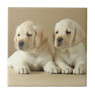 Azulejo Dos Cachorros Labrador Dorados