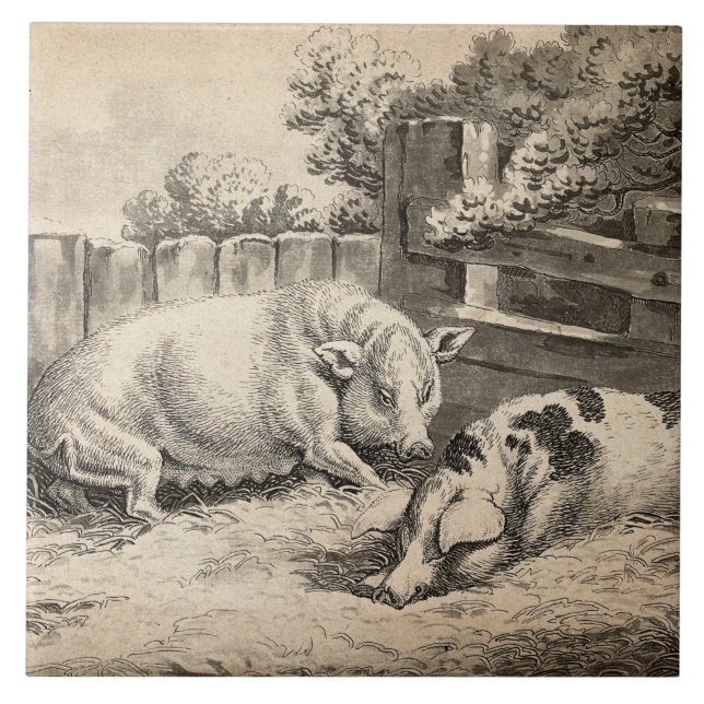 Azulejo Dos cerdos yacen en la paja en una pluma exterior (Frente)