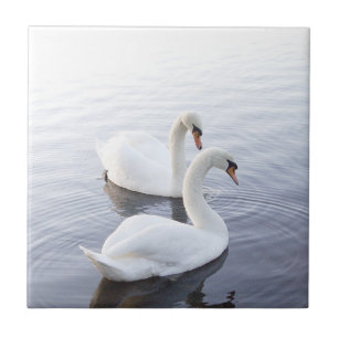 Azulejo Dos cisnes nadando en un lago tranquilo