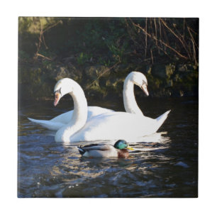 Azulejo Dos cisnes y un pato