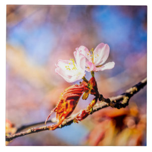 Azulejo Dos Flores Asombrosas De Sakura. Fondo rosa y azul