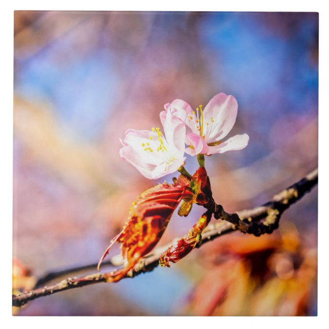 Azulejo Dos Flores Asombrosas De Sakura. Fondo rosa y azul (Frente)