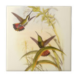 Azulejo Dos Hummingbirds coloridos que buscan la misma flo<br><div class="desc">El artista John Gould era un apasionado de las aves. En este colorido dibujo,  los dos colibríes y la flor están representadas de forma muy bonita. Los detalles de este colorido y bonito arte deleitarán a cualquier amante del arte.</div>