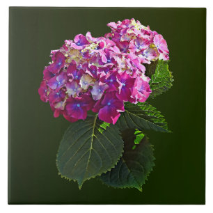 Azulejo Dos Hydrangea Rosa
