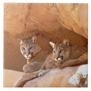 Azulejo Dos leones de montaña