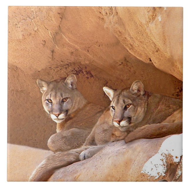 Azulejo Dos leones de montaña (Frente)