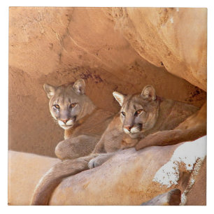 Azulejo Dos leones de montaña