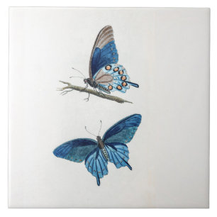 Azulejo Dos mariposas azules vintage