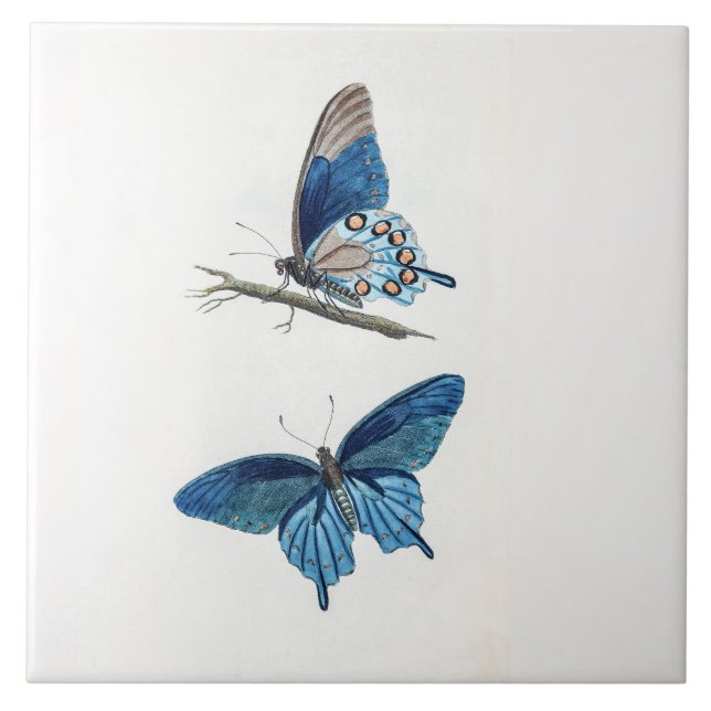 Azulejo Dos mariposas azules vintage (Frente)