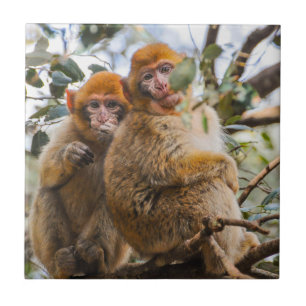 Azulejo Dos monos cortos