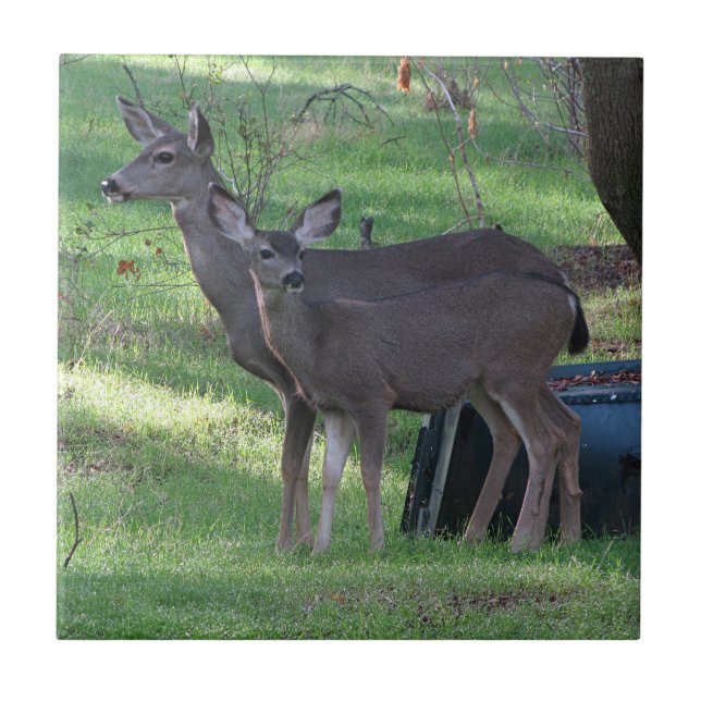Azulejo Dos mosaicos de cerámica de ciervo de cola negra (Frente)