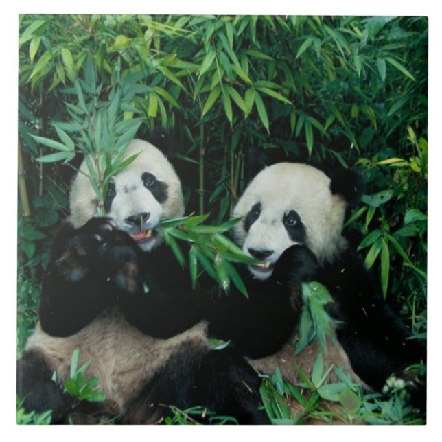 Azulejo Dos pandas comiendo bambú juntos, Wolong (Frente)