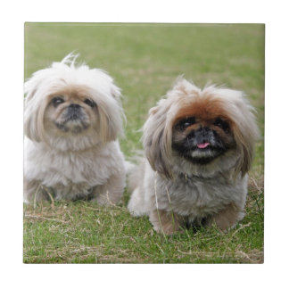 Azulejo Dos pequeños perritos felices