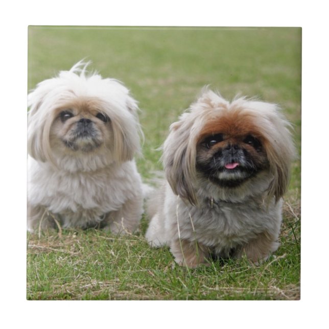 Azulejo Dos pequeños perritos felices (Frente)