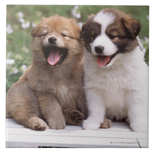 Azulejo Dos perritos que se sientan junto