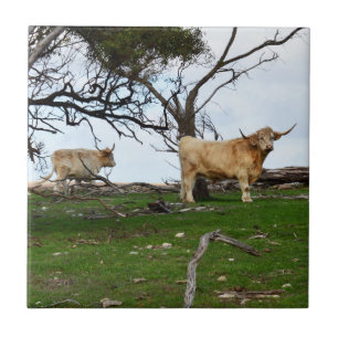 Azulejo Dos vacas de las Tierras Altas cervato en tierras