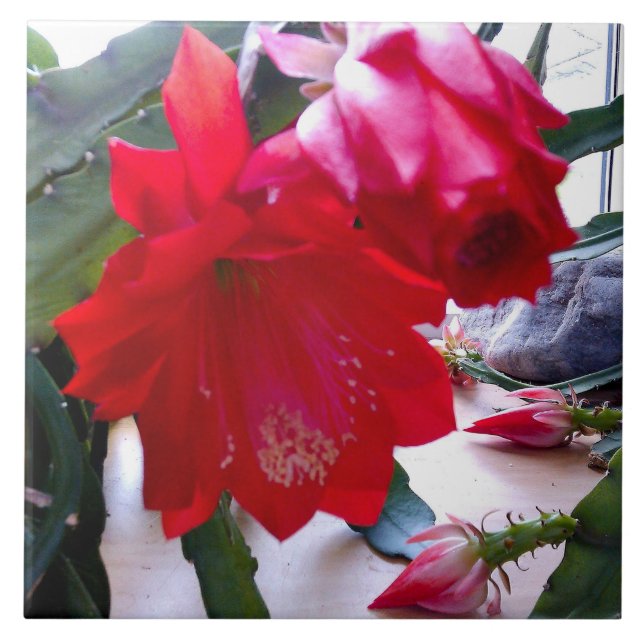 AZULEJO DRAGÓN POLÍSICO CACTUS BLOOM NOCTURNO (Frente)
