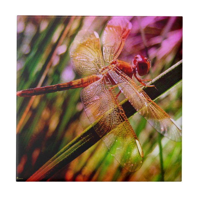 Azulejo DRAGONFLY GOLDEN HARMONY 2.jpg (Frente)