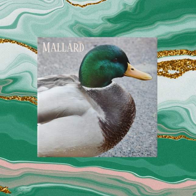 Azulejo Drake de mallard de cabeza verde (In Situ)