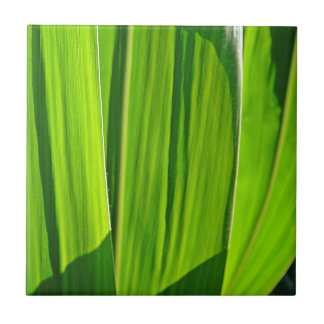 Azulejo Drei grüne Maisblätter
