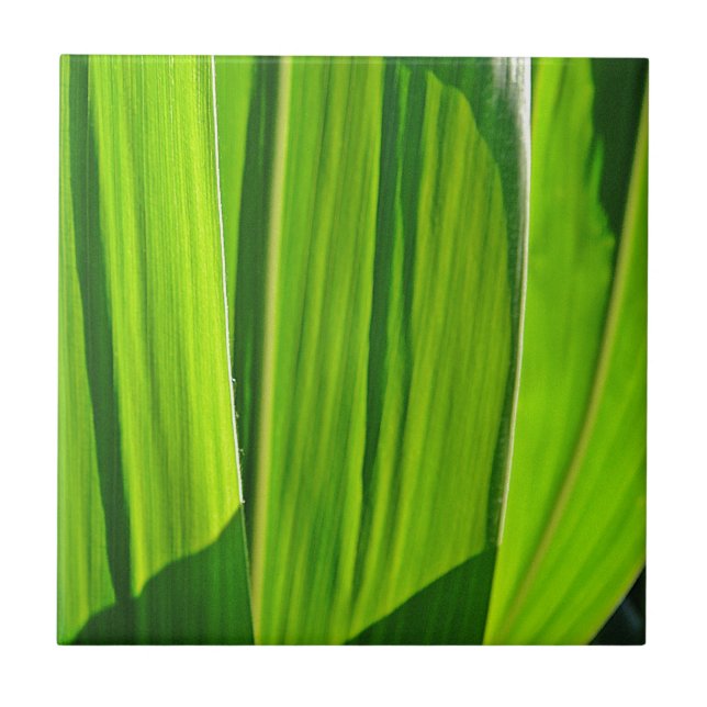 Azulejo Drei grüne Maisblätter (Frente)