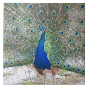 Azulejo Dubrovnik, Croacia, isla de Lokrum, colorida