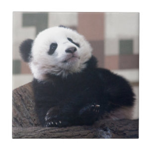 Azulejo Dulce Giant Panda Baby