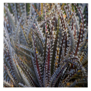 Azulejo Dyckia Delight