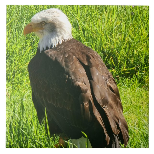 Azulejo Eagle hacia arriba cerámica cerámica cerámica (Frente)