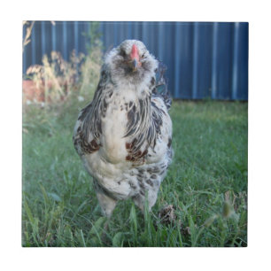 Azulejo Easter Egger Rooster