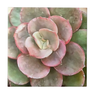 Azulejo Echeveria Cactus Suculento Pintura Acrílica