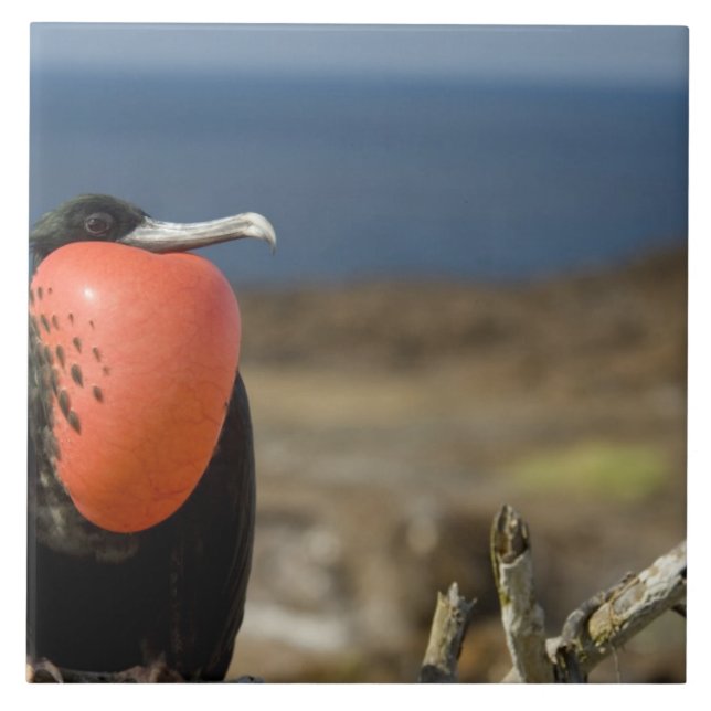 Azulejo Ecuador, Galápagos, Isla Genovesa. Príncipe (Frente)