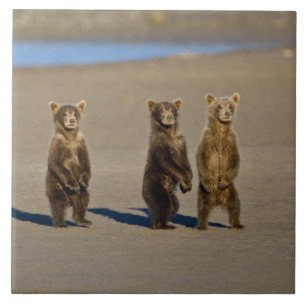 Azulejo EE. UU. Alaska. Cachorros de oso pardo costero