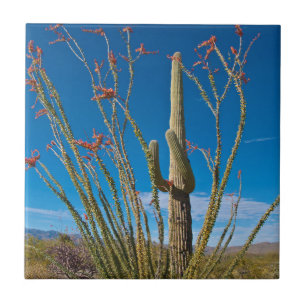 Azulejo EE. UU., Arizona. Cactus en el Parque Nacional Sag