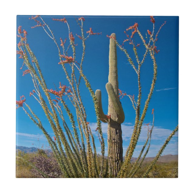 Azulejo EE. UU., Arizona. Cactus en el Parque Nacional Sag (Frente)