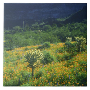 Azulejo EE. UU., Arizona, Parque Nacional del Cactus de Tu