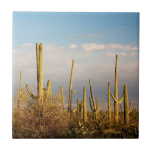 Azulejo EE. UU., Arizona, Parque Nacional Saguaro, Saguaro