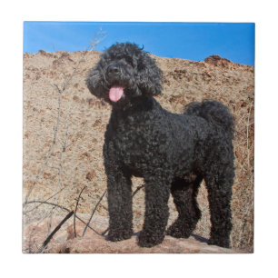Azulejo EE. UU., California. Labradoodle de pie
