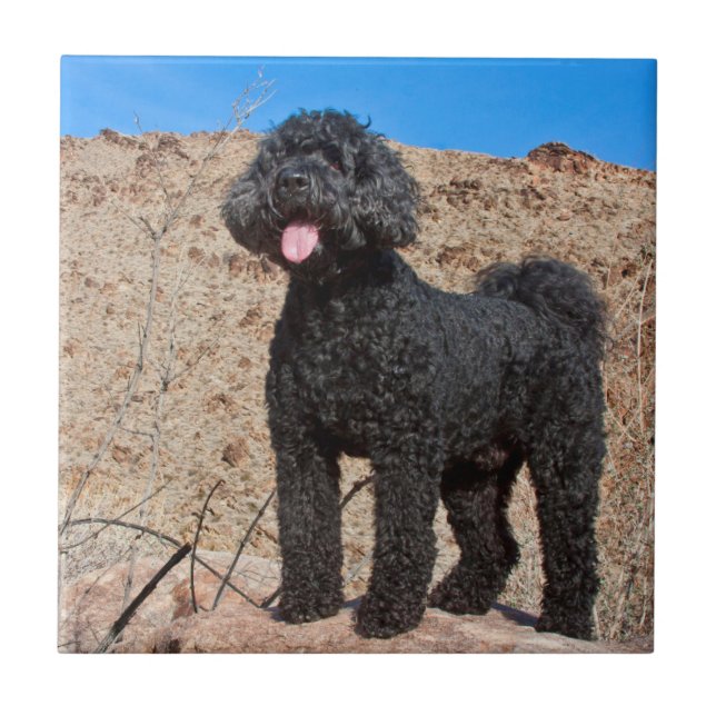 Azulejo EE. UU., California. Labradoodle de pie (Frente)