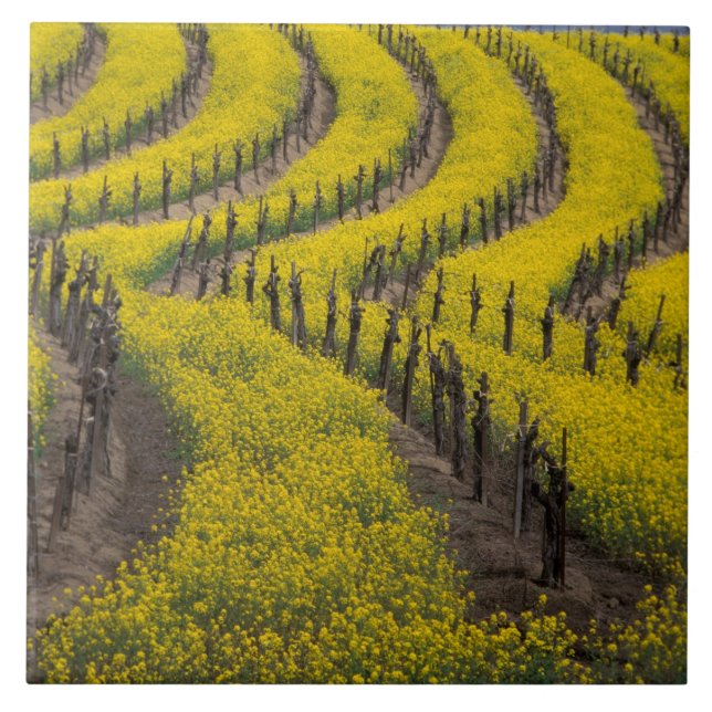 Azulejo EE.UU., California, Napa Valley, Los Carneros Ava. (Frente)